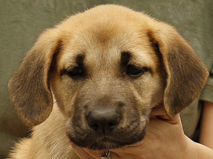 chinook puppy